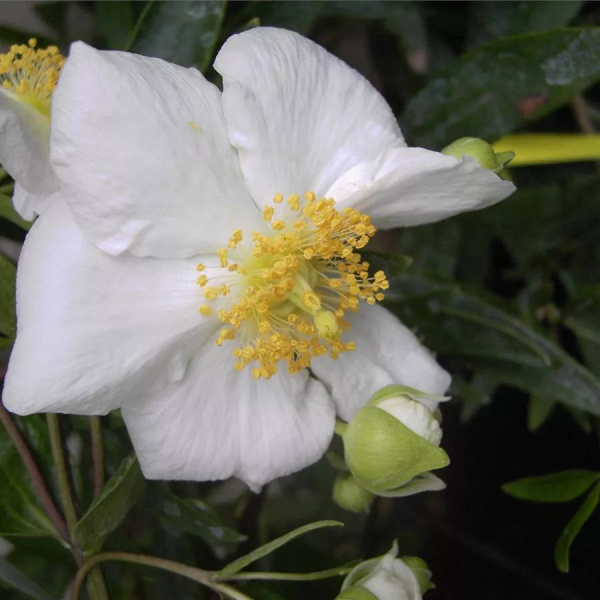 Carpenteria californica 2